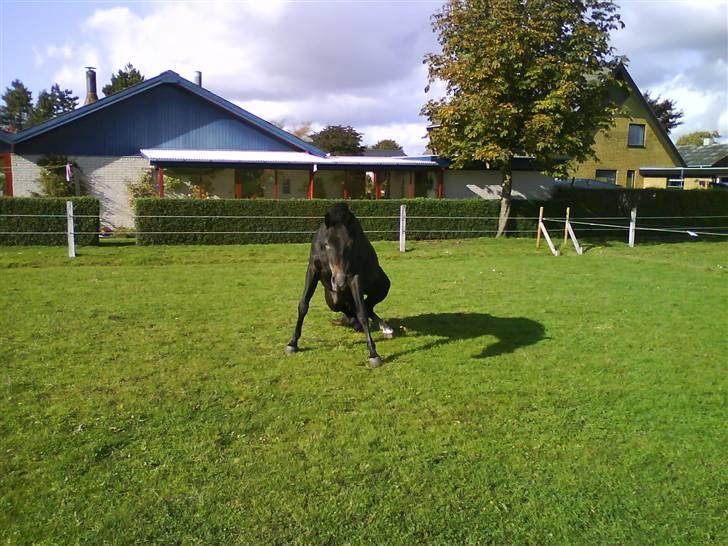Anden særlig race Soleo (Solgt) - Op og stå..... billede 12