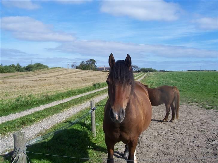 Anden særlig race Gazon solgt:'(:'( billede 1