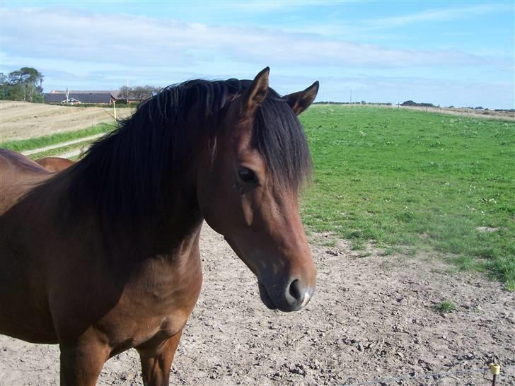 Anden særlig race Gazon solgt:'(:'( billede 2