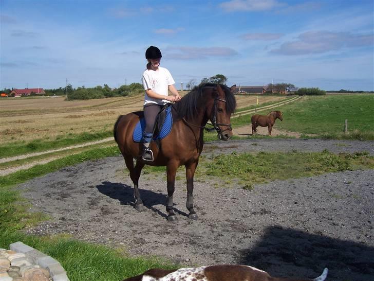 Anden særlig race Gazon solgt:'(:'( billede 4