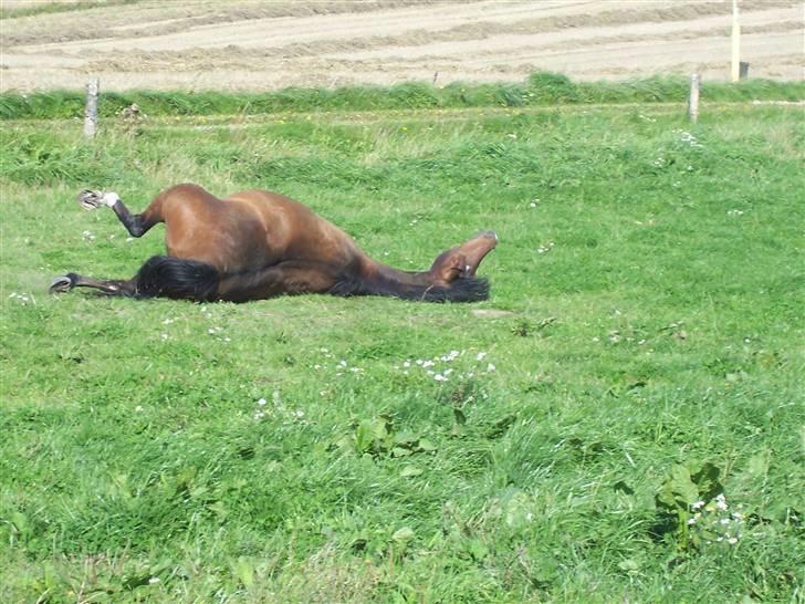 Anden særlig race Gazon solgt:'(:'( billede 5