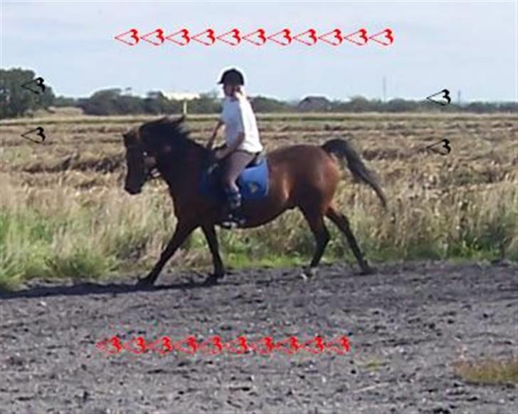 Anden særlig race Gazon solgt:'(:'( billede 6