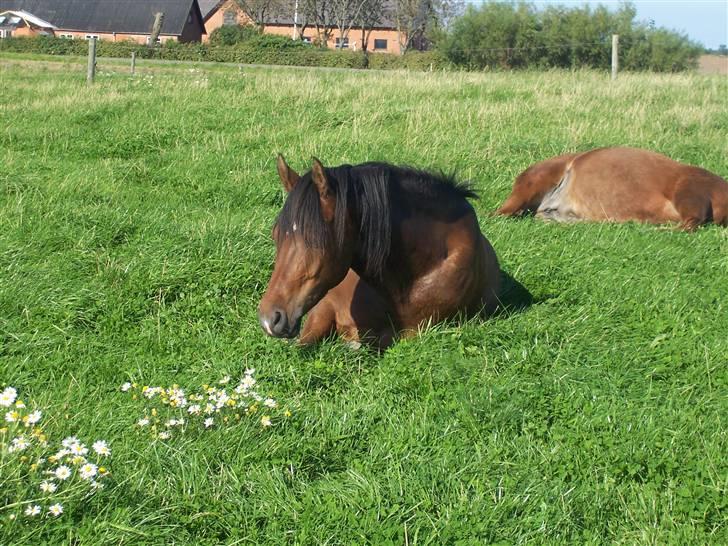 Anden særlig race Gazon solgt:'(:'( billede 7