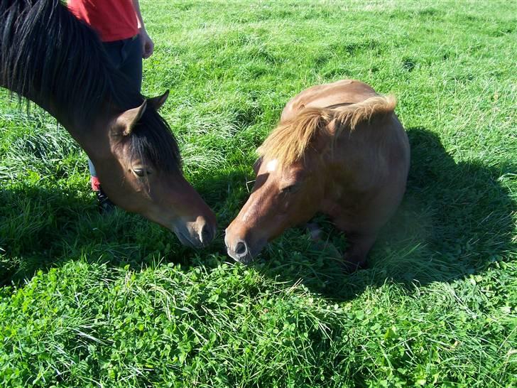 Anden særlig race Gazon solgt:'(:'( billede 9