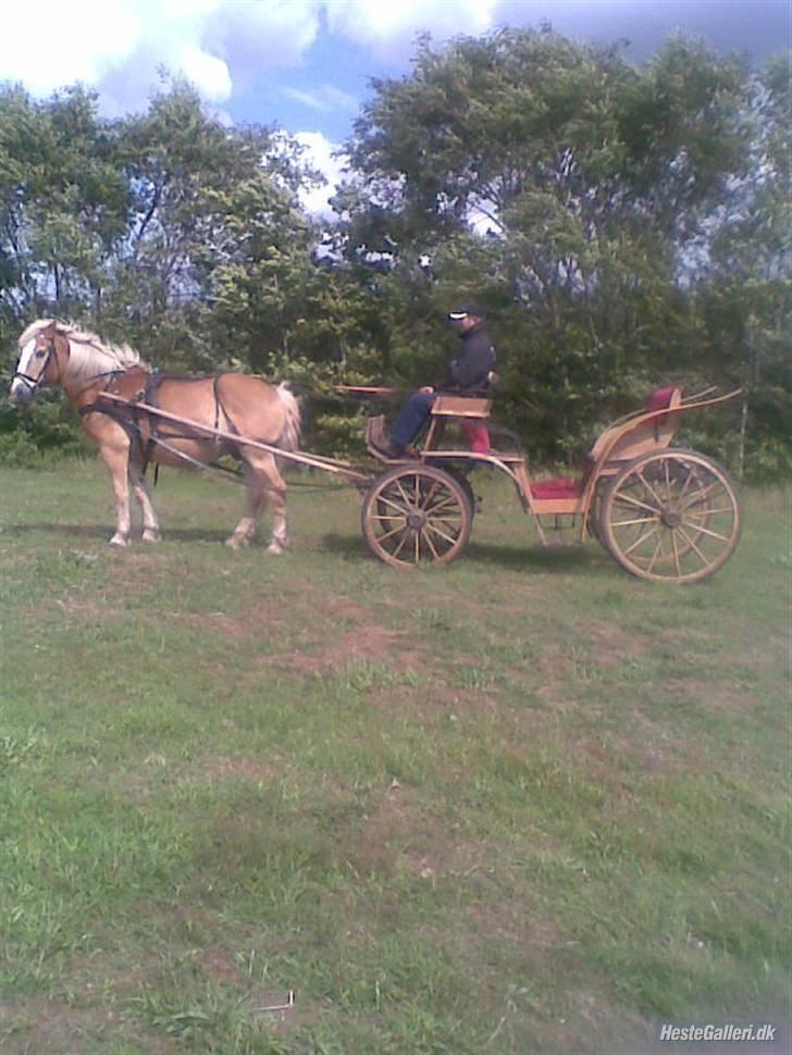 Haflinger Napolioen billede 2