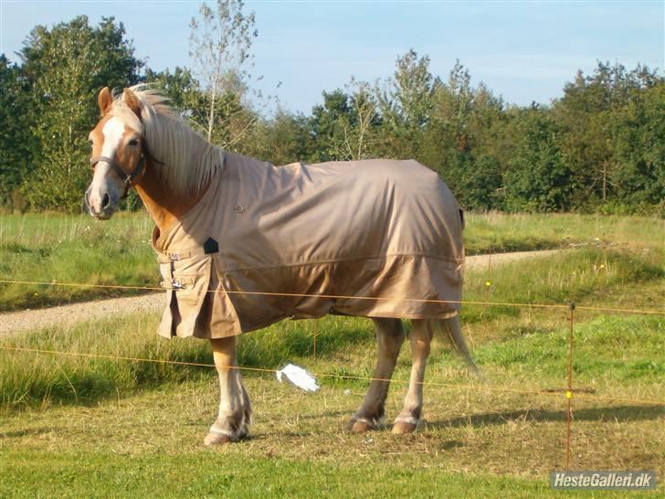 Haflinger Napolioen billede 3