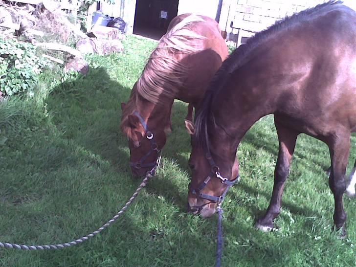 Anden særlig race Gazon solgt:'(:'( billede 10