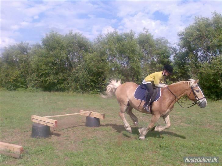 Haflinger Napolioen billede 4