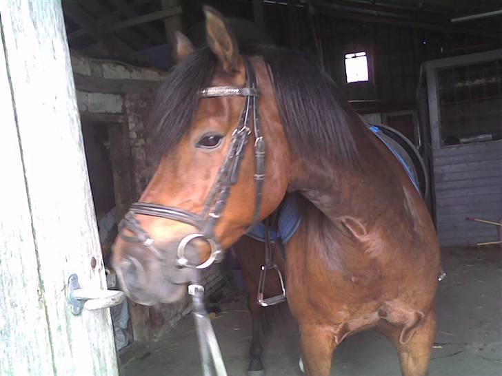 Anden særlig race Gazon solgt:'(:'( billede 11