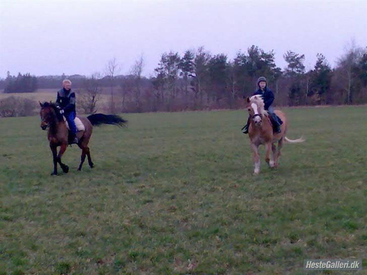 Haflinger Napolioen billede 5