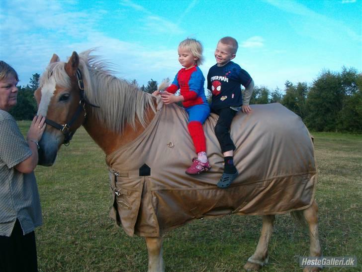 Haflinger Napolioen billede 6