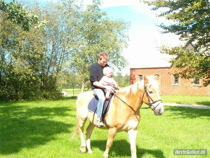 Haflinger Napolioen billede 7