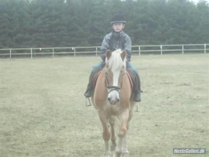 Haflinger Napolioen billede 8