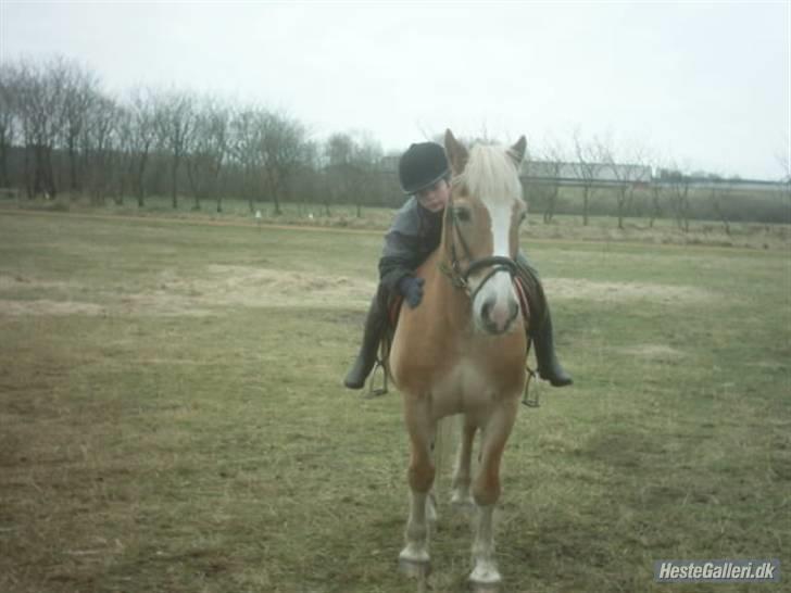 Haflinger Napolioen billede 9