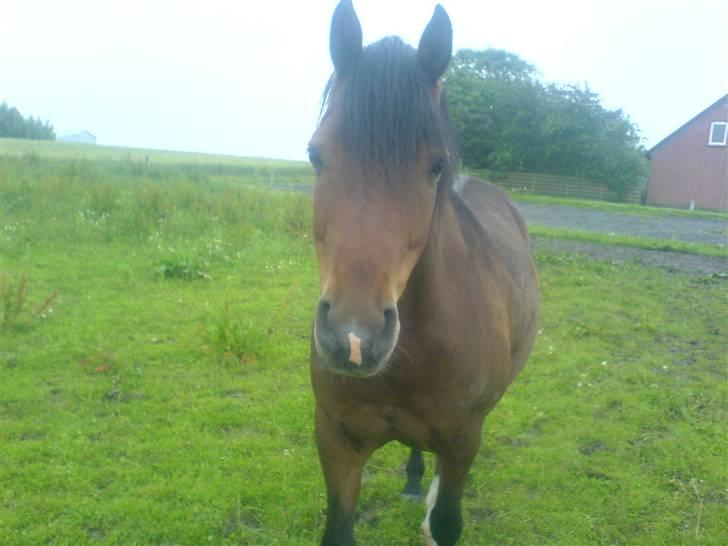 Anden særlig race Gazon solgt:'(:'( billede 13