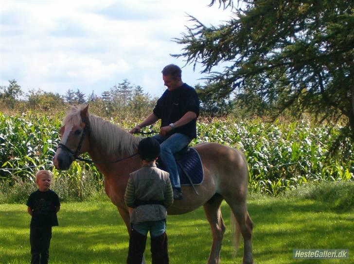 Haflinger Napolioen billede 10