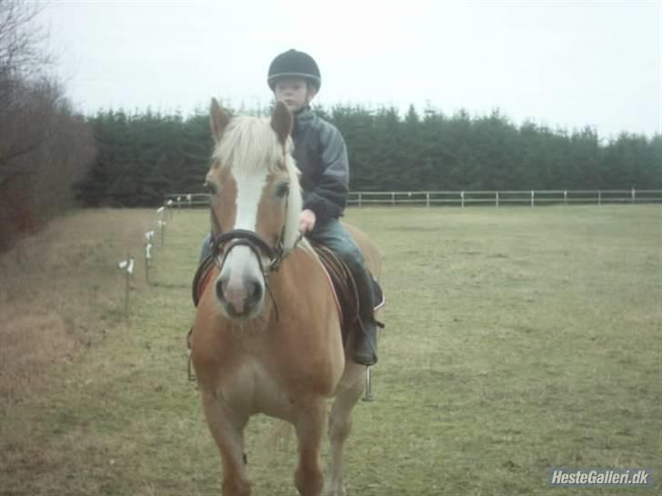 Haflinger Napolioen billede 11