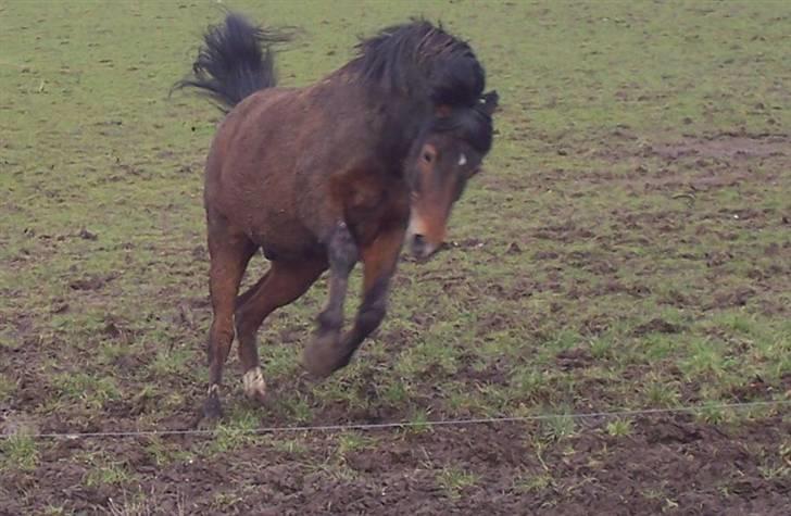 Anden særlig race Gazon solgt:'(:'( billede 14