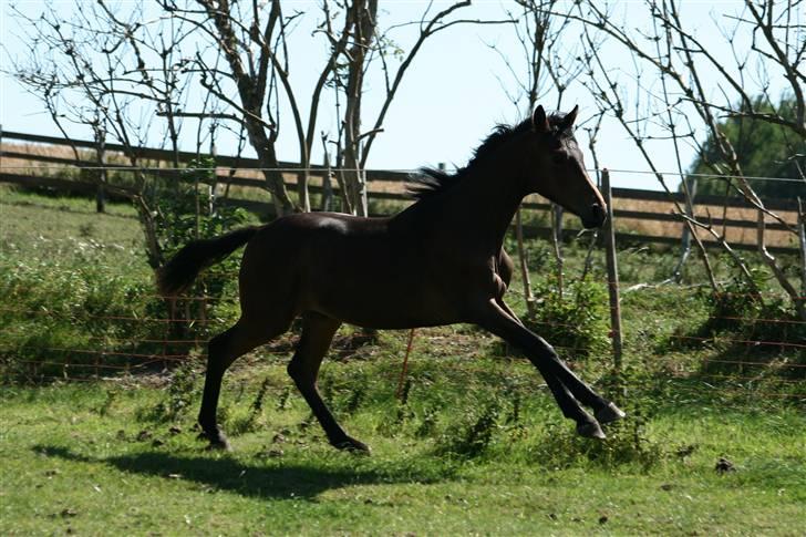 Dansk Varmblod Santana billede 7