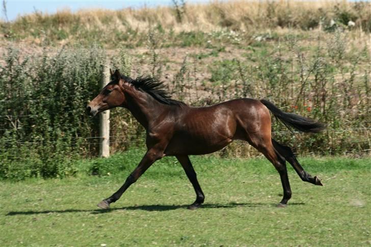 Dansk Varmblod Santana billede 8