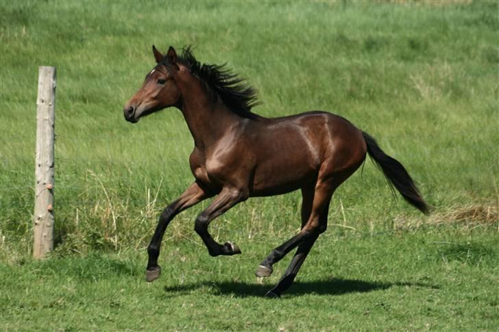 Dansk Varmblod Santana billede 11