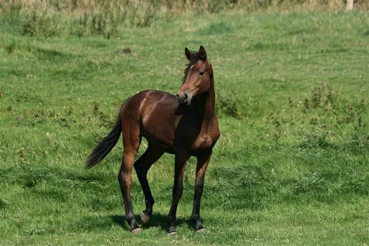 Dansk Varmblod Santana billede 12