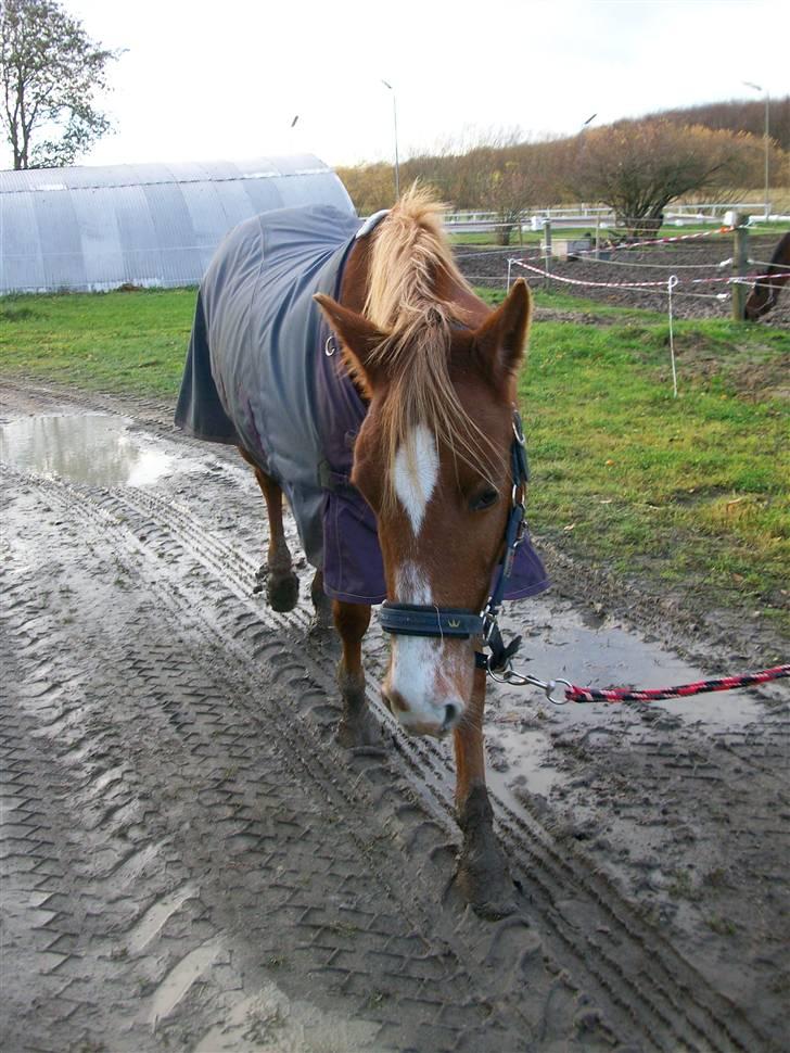 DSP Dublin  billede 13