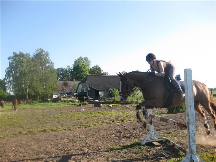 Dansk Varmblod Dia Sasja *LÅNT* *R.I.P* - Billede 15:  Taget d. 1/6-09. Springer her 90 cm = LD billede 15
