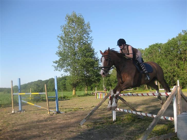Dansk Varmblod Dia Sasja *LÅNT* *R.I.P* - Billede 16: Taget d. 1/6-09. Springer her 90 cm = LD billede 16
