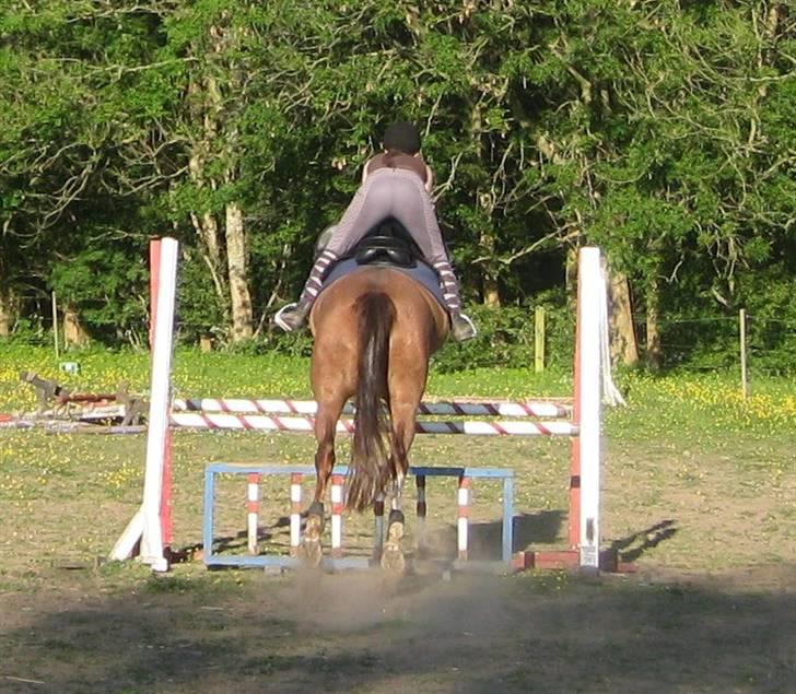 Dansk Varmblod Dia Sasja *LÅNT* *R.I.P* - Billede 17: Taget d. 1/6-09. Springer her 100 cm okser med en bredde på 110 cm = LC billede 17