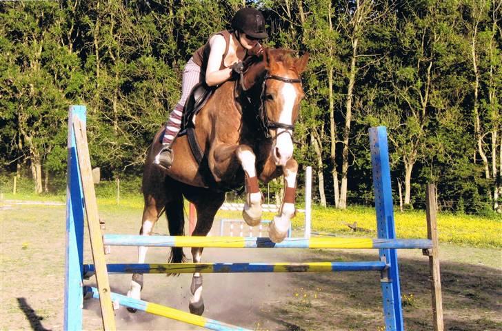 Dansk Varmblod Dia Sasja *LÅNT* *R.I.P* - Billede 18: Taget d. 1/6-09. Springer her 105 cm = havvejs LB. Foto taget af: Otto Hansen (Vinnis far) billede 18
