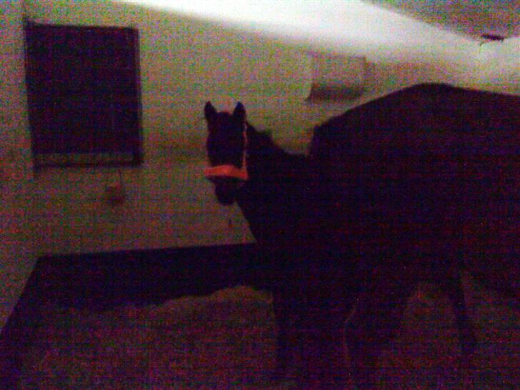 DSP No Me Glamour (solgt:`( ) - hendes rigtige farve nu der kommer flere med dagslys billede 10