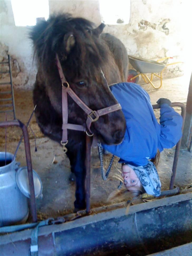 Islænder köldi<3 - Velkommen til Köldi´s profil :b<3 Haha, så hænger Natacha hvis på hovedet :P<3 billede 1