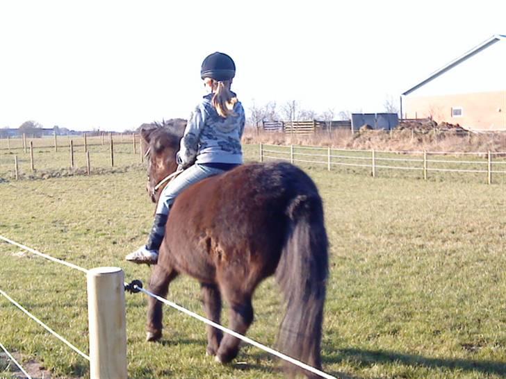 Islænder köldi<3 - Rider uden sadel :p Det var fandme sjovt i gallop weee:p<33 billede 4