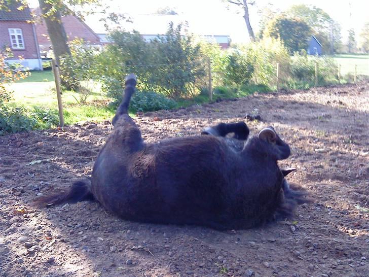 Islænder köldi<3 - så tager vi lige en ruller <3 billede 5