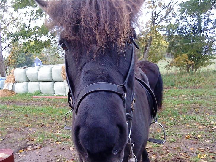 Islænder köldi<3 - nåårh hvor er du sød <3 billede 6