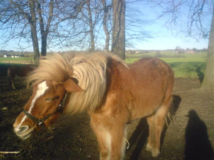 Islænder Hrísla fra Gerskov R.I.P. - Hrisla ryster sig. billede 5