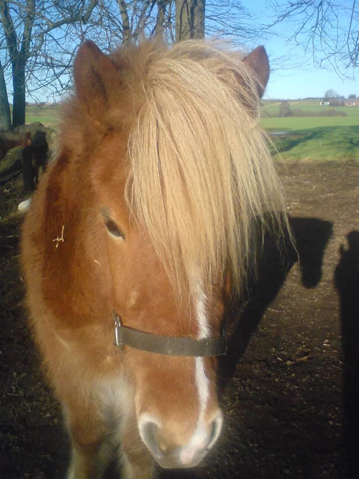 Islænder Hrísla fra Gerskov R.I.P. - Hrisla på marken. billede 6