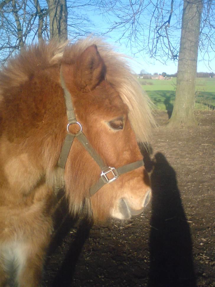 Islænder Hrísla fra Gerskov R.I.P. - Hrisla på marken. billede 7