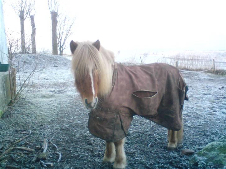 Islænder Hrísla fra Gerskov R.I.P. - Hrisla på marken. billede 8