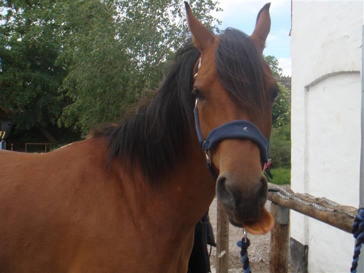 Arabisk fuldblod (OX) WAFEEQ OX - :P<3 billede 8