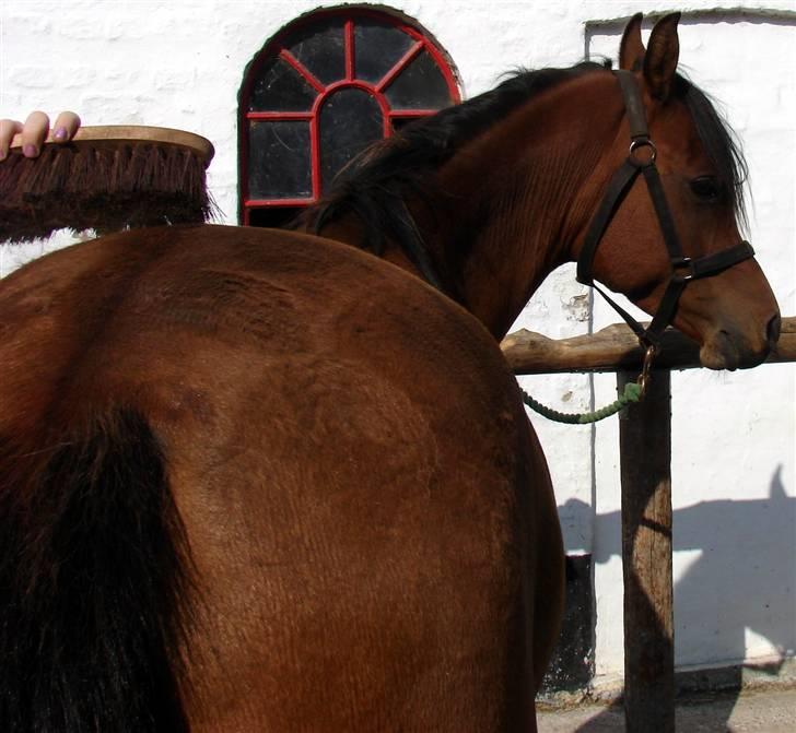 Arabisk fuldblod (OX) WAFEEQ OX - ved strilge brommen<3 billede 11