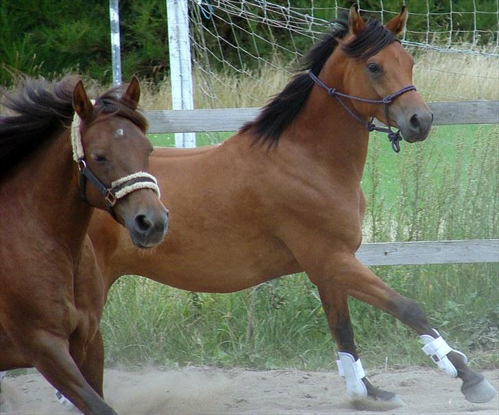 Arabisk fuldblod (OX) WAFEEQ OX - fuld gallop på banen!<3 billede 12