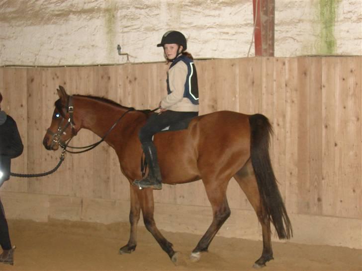 Arabisk fuldblod (OX) WAFEEQ OX - første gang jeg sider på ham i skridt jeg var så stolt<3 billede 14