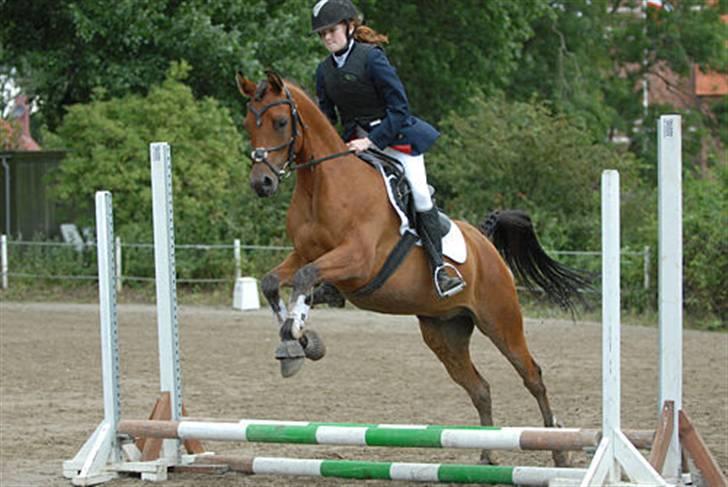 Arabisk fuldblod (OX) WAFEEQ OX - spring stævne i august<3 vi belv disket på 2. spring:P;) men han ser meget smuk ud ikk?<33 i; billede 17