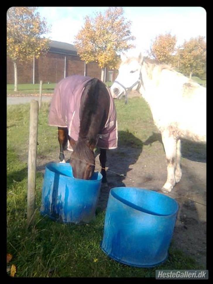 Anden særlig race Mistral  *RED ENGANG* billede 1