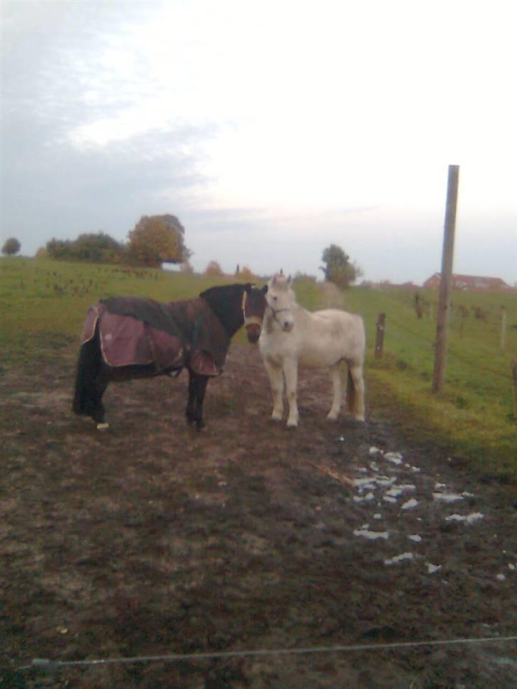 Anden særlig race Mistral  *RED ENGANG* - santos og mistral på fold :-) billede 2