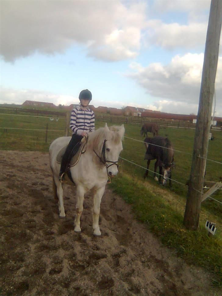 Anden særlig race Mistral  *RED ENGANG* billede 3