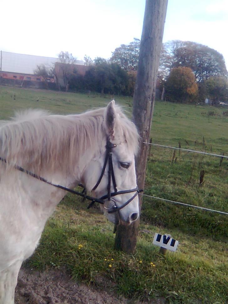 Anden særlig race Mistral  *RED ENGANG* billede 4