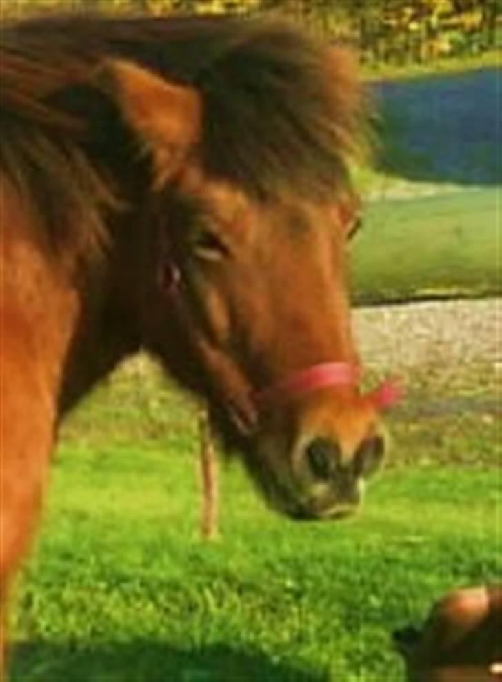 Islænder fluga - min smukke hest!!<3<3  billede 19